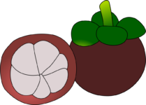 Mangosteen fruit illustration