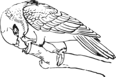 Line drawing of Chinese painting Cockatoo
